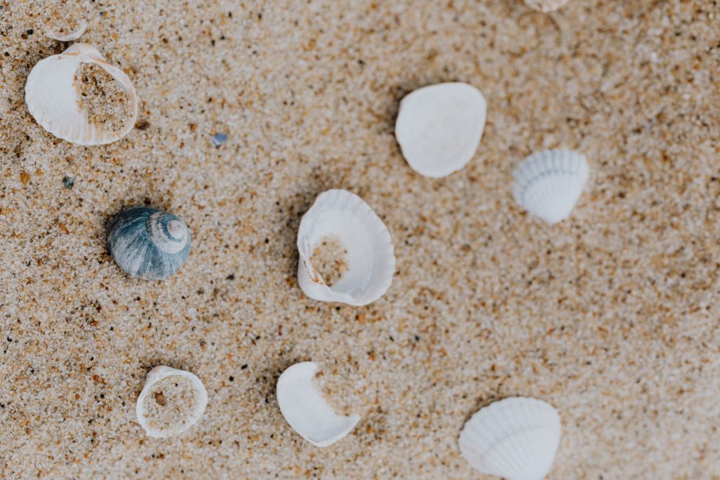 seashells on beach